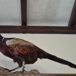 Faisan remise en main propre privil&eacute;gi&eacute;e