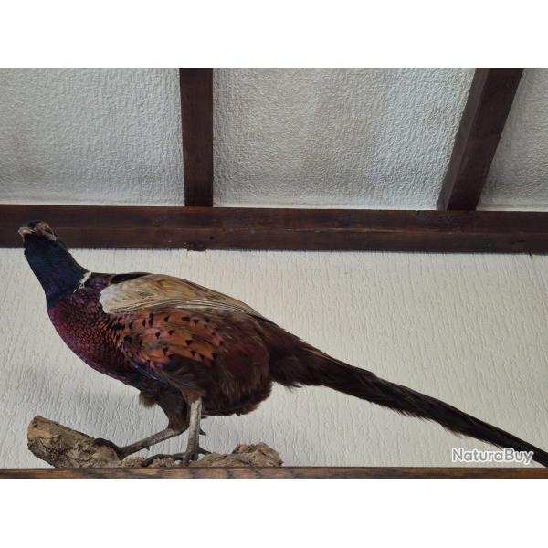 Faisan remise en main propre privil�gi�e