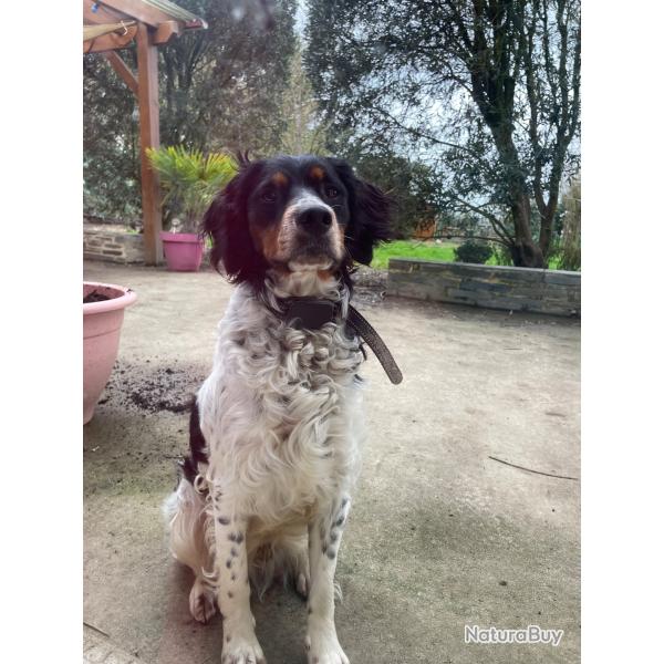 saillie epagneul breton LOF tricolore