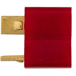 FICHE T-DEAN FEMELLE