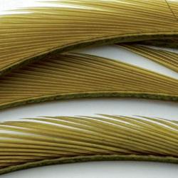 Oie biots quills cahill bactis