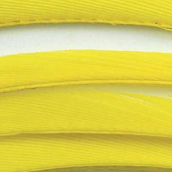 Oie biots quills jaune
