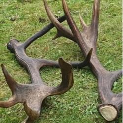 Tr&egrave;s gros lot de bois de cervid&eacute;s - dont une exceptionnelle bois de cerf &eacute;laphe -