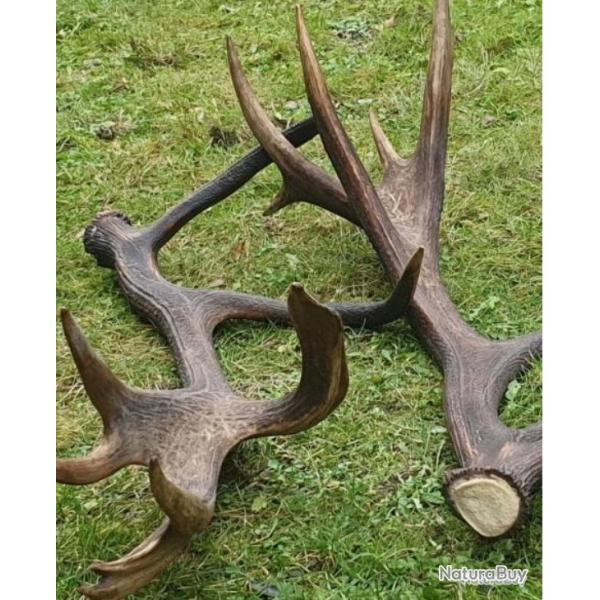 Tr�s gros lot de bois de cervid�s - dont une exceptionnelle bois de cerf �laphe -