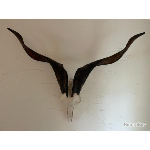 majestueux cr�ne de bouc