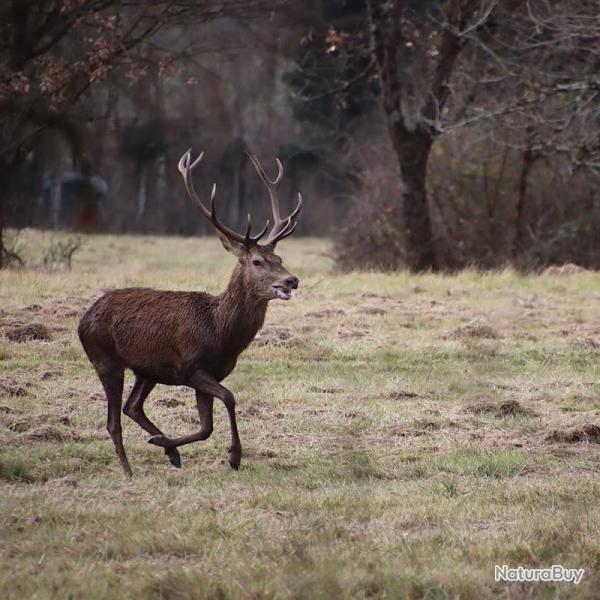Actions de chasse dans la Vienne (86)
