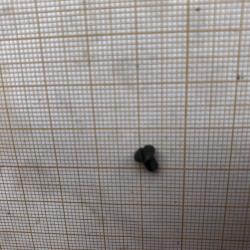 Diana 35: petite vis