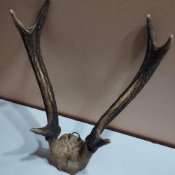 1 TROPHEE DE CERF BOIS 28CM TAXIDERMIE CHASSE