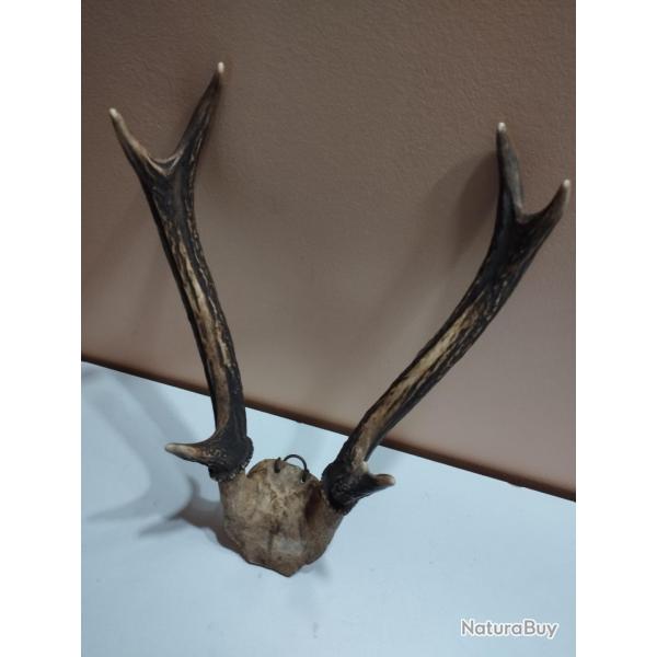 1 TROPHEE DE CERF BOIS 28CM TAXIDERMIE CHASSE