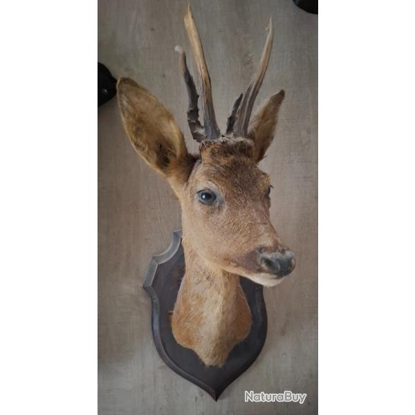 T�te bizarde de chevreuil