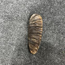 Plaque de couche brute en corne de mouflon