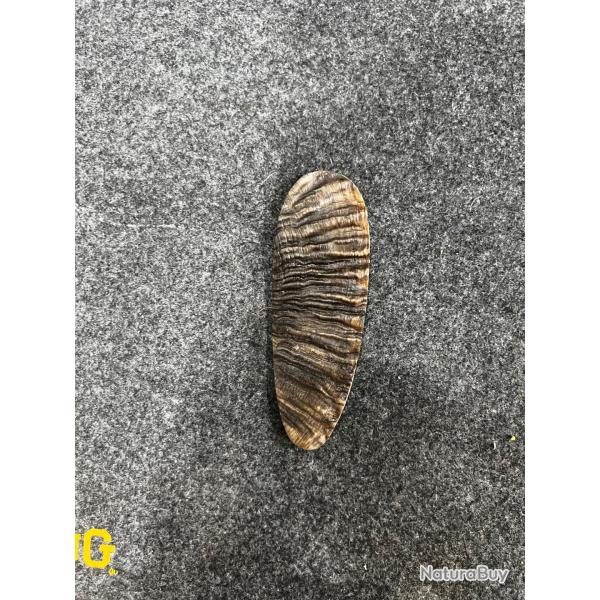 Plaque de couche brute en corne de mouflon