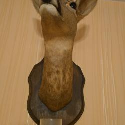 T&ecirc;te de chevreuil naturalis&eacute;e