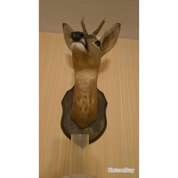 T�te de chevreuil naturalis�e