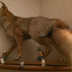 Renard naturalis&eacute;