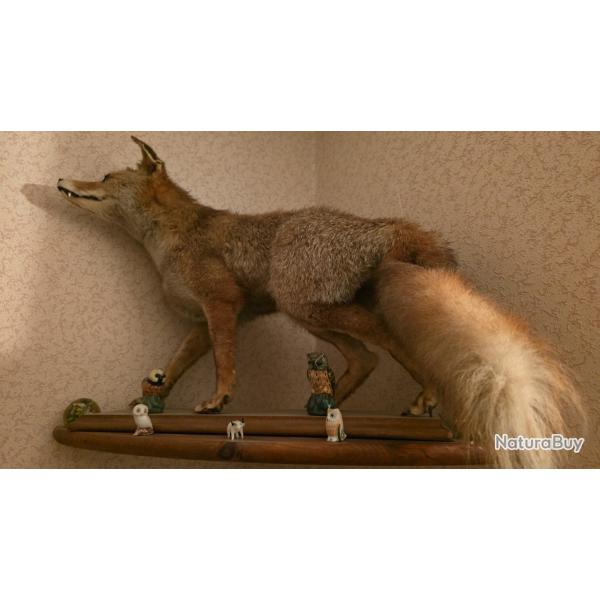 Renard naturalis�