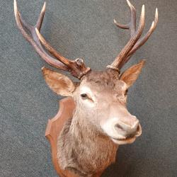trophe de cerf