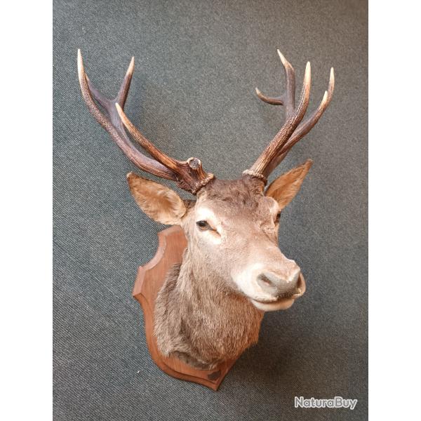 trophe de cerf