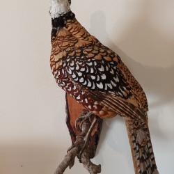 faisan naturalis&eacute;