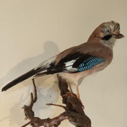 Geai naturalis&eacute;