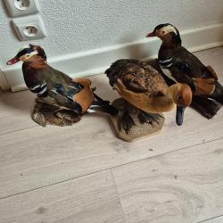 3 canards Mandarins et Dendrocygne Fauve