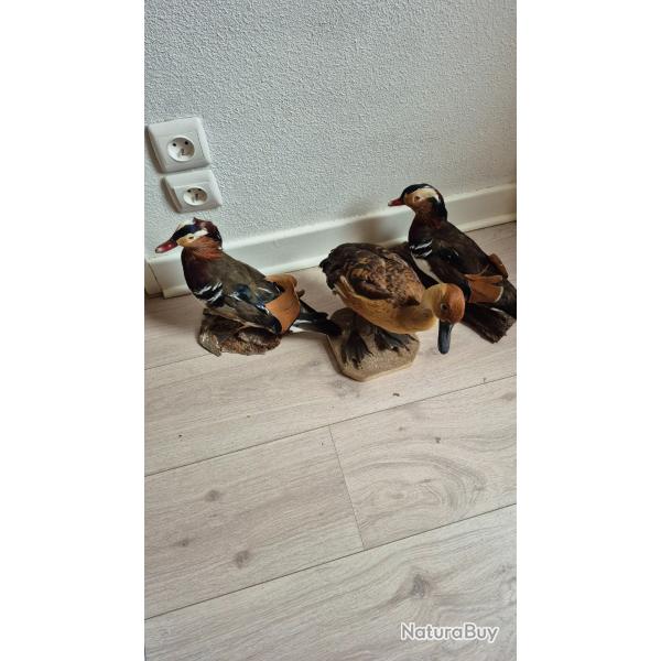 3 canards Mandarins et Dendrocygne Fauve