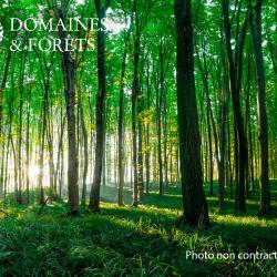 Propri&eacute;t&eacute; Foresti&egrave;re dans l'Yonne (89) d'environ 27 hectares DF-1162-A