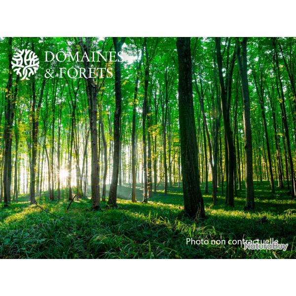 Propri�t� Foresti�re dans l'Yonne (89) d'environ 27 hectares DF-1162-A