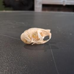 Cr&acirc;ne de Gerboise des steppes ; Jaculus jaculus #0303