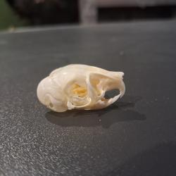 Cr&acirc;ne de Gerboise des steppes ; Jaculus jaculus #0603