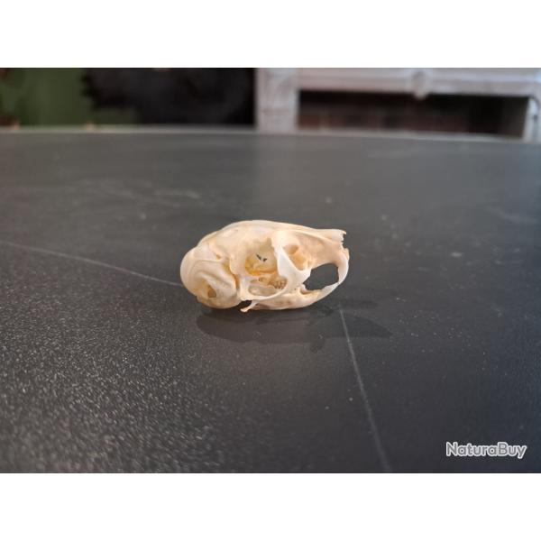 Cr�ne de Gerboise des steppes ; Jaculus jaculus #0303