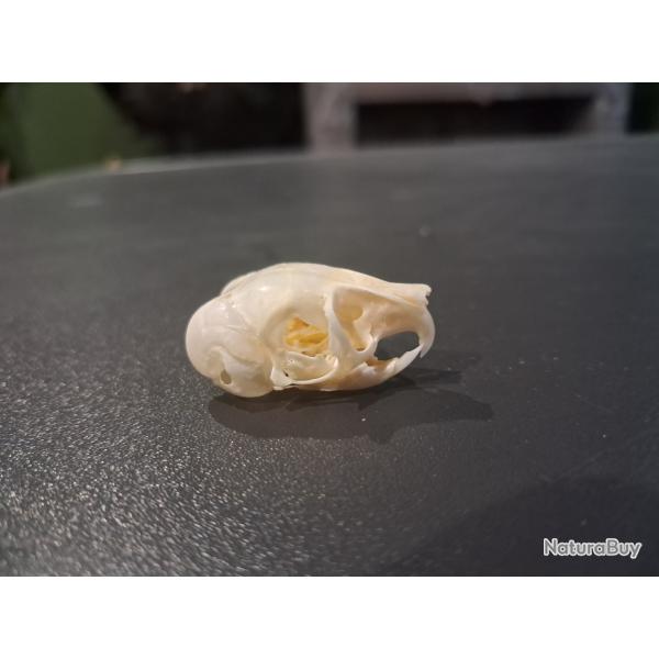 Cr�ne de Gerboise des steppes ; Jaculus jaculus #0603