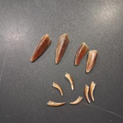 Lot de griffes (ongles) de wallaby