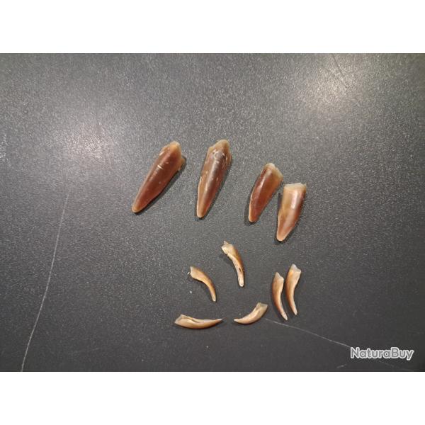 Lot de griffes (ongles) de wallaby