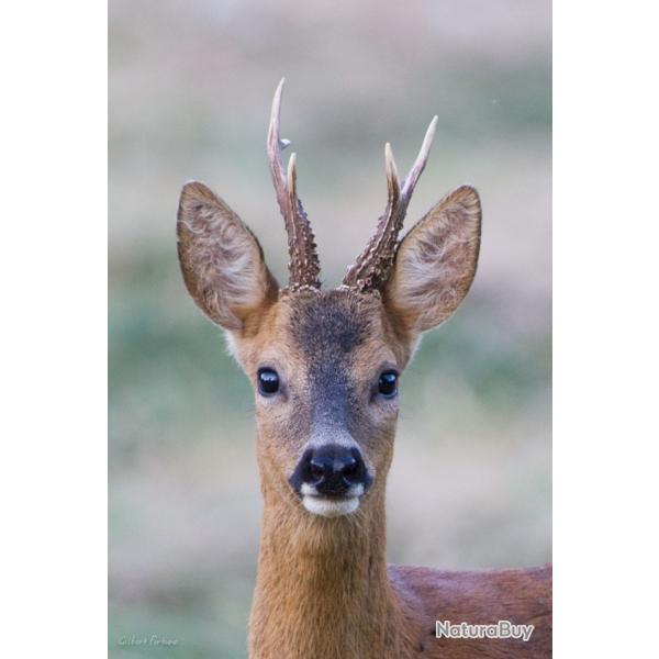 Recherche bracelet tir d'�t� du brocard