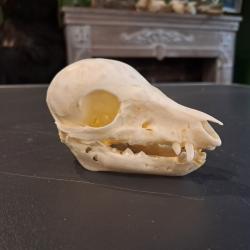 Cr&acirc;ne de marcassin; Sus scrofa #0303(2)