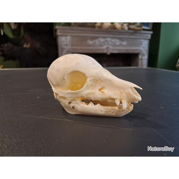 Cr�ne de marcassin; Sus scrofa #0303(2)