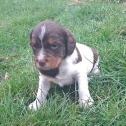 A r&eacute;server magnifique chiot &eacute;pagneul breton LOF Tricolore Marron (Rare)