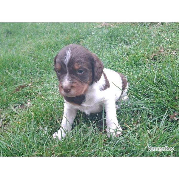 A r�server magnifique chiot �pagneul breton LOF Tricolore Marron (Rare)