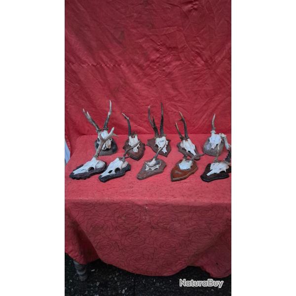 10 massacres de chevreuils atypiques - prix unitaire de 14 � -