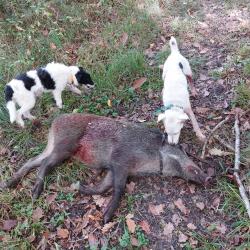 cherche traqueur avec petits chiens pour battues du samedi (c&ocirc;te d'or)