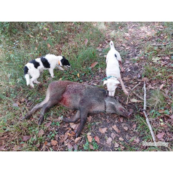 cherche traqueur avec petits chiens pour battues du samedi (c�te d'or)