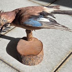 Geai des ch&ecirc;nes naturalis&eacute; sur socle bois - Taxidermie ancienne - Cabinet de curiosit&eacute;s