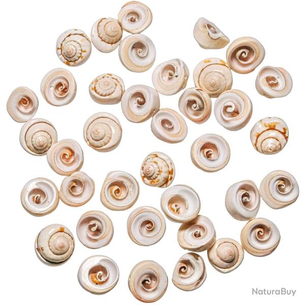 Petits coquillages perc�s - 1.5 cm - Lot de 20