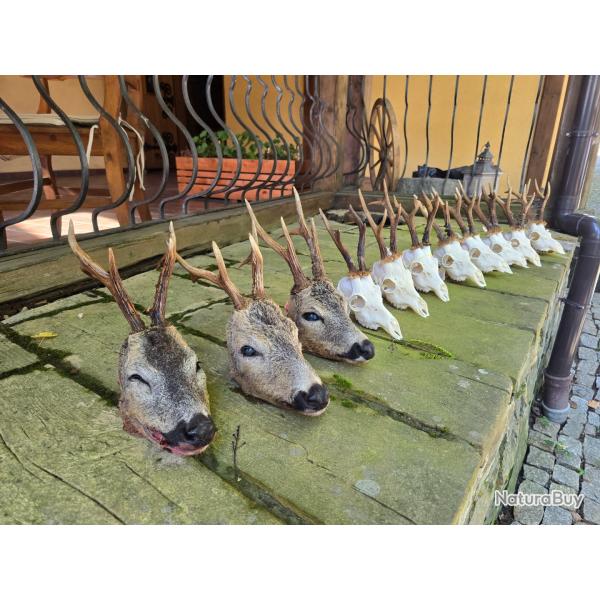 Chasse au brocard en Pologne