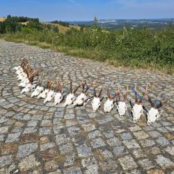 Chasse au brocard en Pologne - 5 brocard + sanglier gratuit