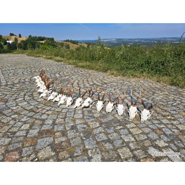 Chasse au brocard en Pologne - 5 brocard + sanglier gratuit