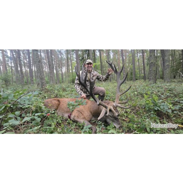 Chasse au cerf en Pologne - FORFAIT minimum 10 points