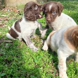 Epagneuls lignee de chasseurs