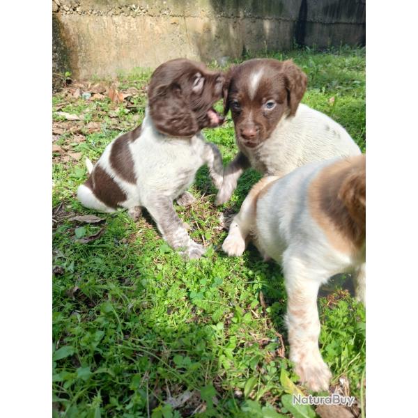 Epagneuls lignee de chasseurs